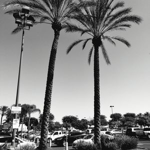 Meet your Posher, Alba